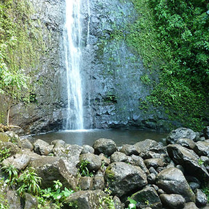 Manoa Falls Trail Hike