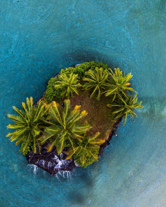 Palm Island by Jackie Fiero