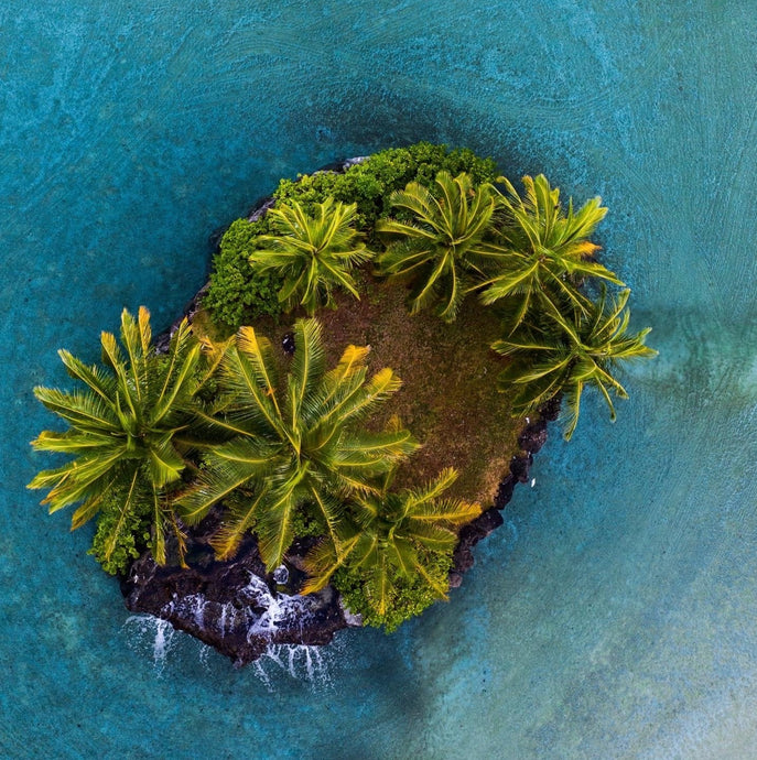 Palm Island by Jackie Fiero